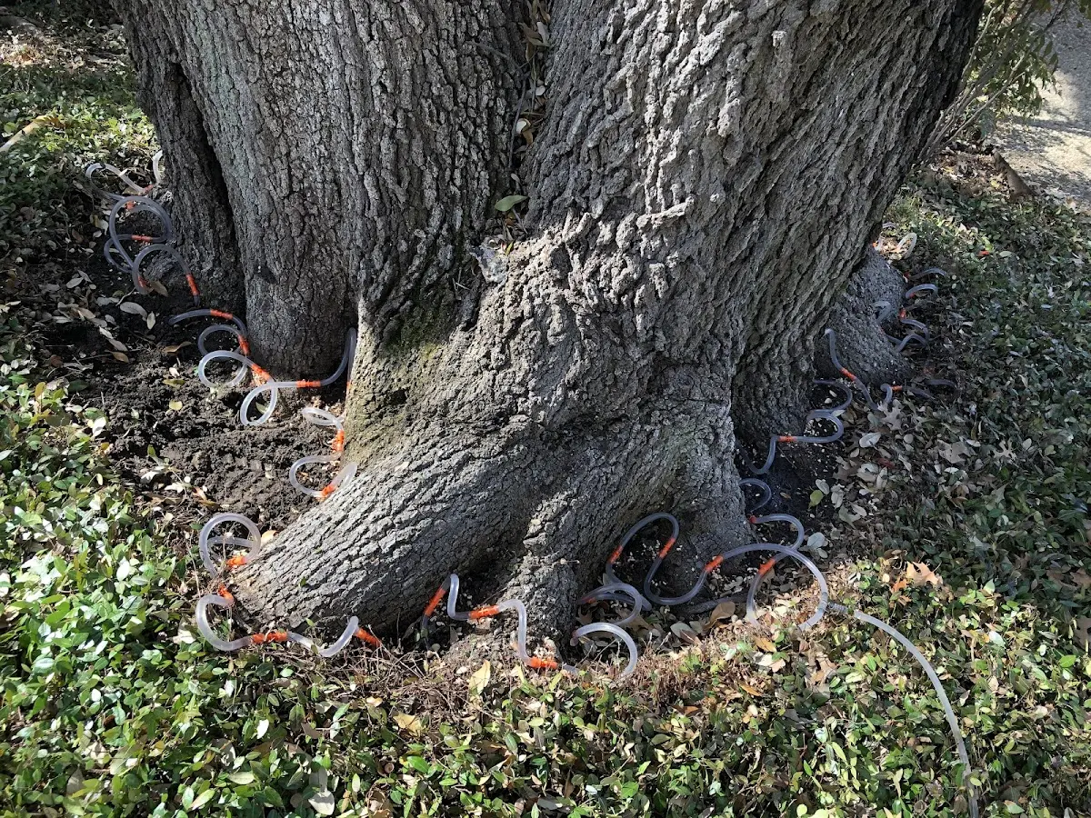 Detailed Shrub and Hedge Trimming job site in Kendalia