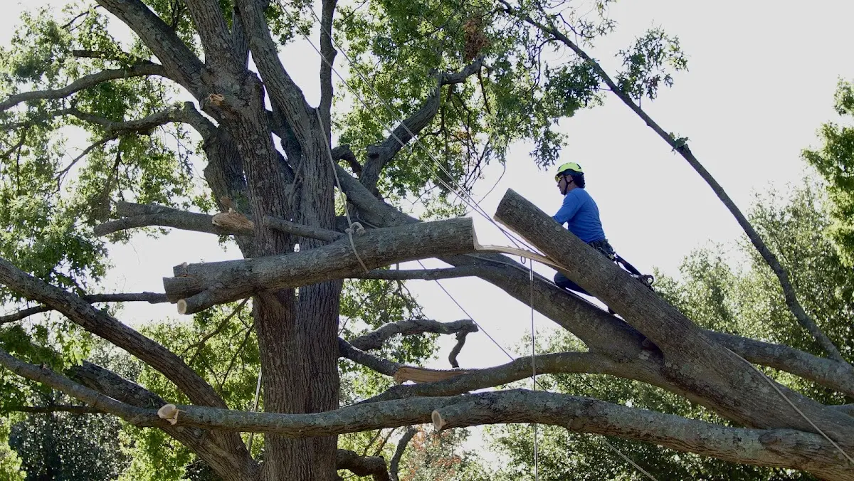Professional Crown Thinning performed by certified arborists in Kendalia